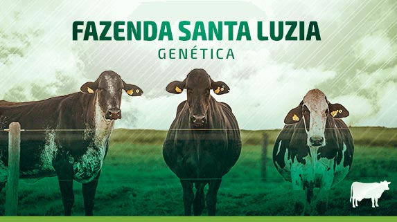 Genética do bovino: fazenda santa luzia - plataforma de vídeos do agronegócio - Agroflix